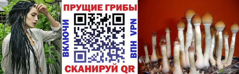 OMG ТОР  как найти закладки  Касимов  Псилоцибиновые грибы Magic Shrooms 